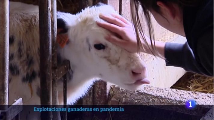 Informativo Telerioja - Explotaciones ganaderas en pandemia