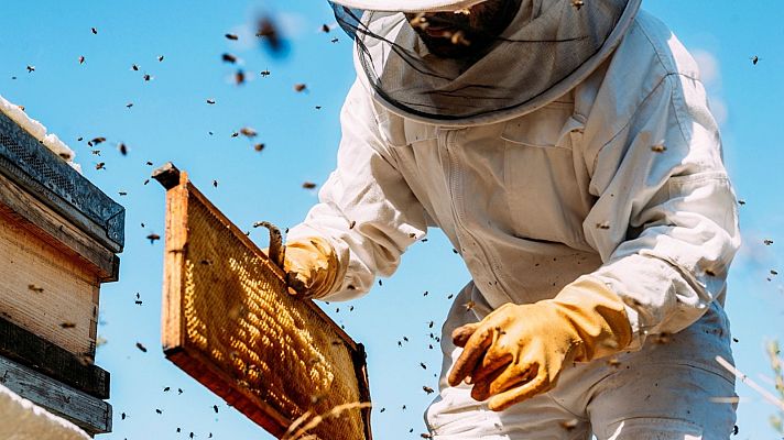 Los apicultores nos enseñan cómo consiguen miel de abeja