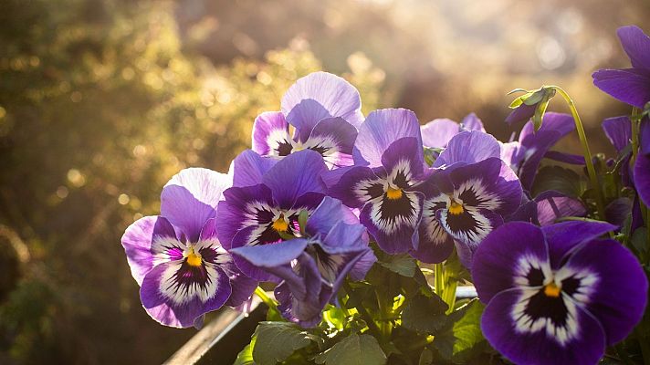 Nuestro hortelano de guardia reflexiona sobre las flores