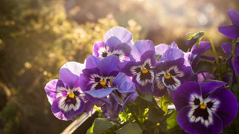 Aqu la Tierra - Nuestro hortelano de guardia reflexiona sobre las flores