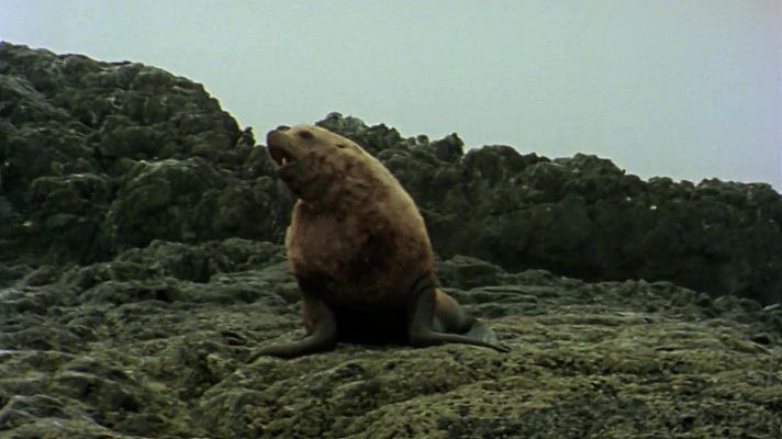 El hombre y la Tierra - Gran fauna canadiense II