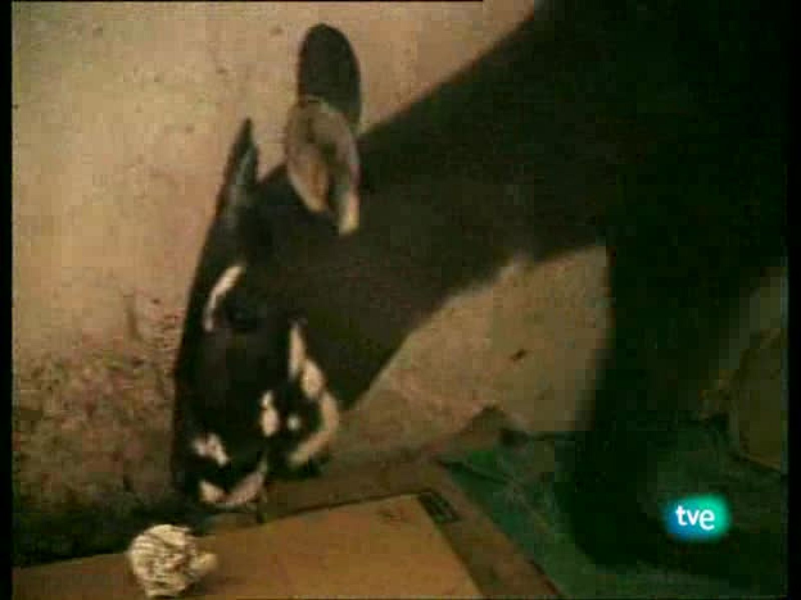 Vietnam, vida tras la muerte - La esperanza verde - Vietnam, vida tras la muerte | Ver