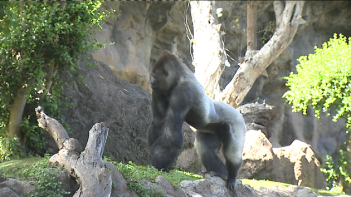 Telecanarias - Telecanarias 2 / 22/04/2021