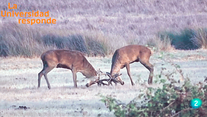 La aventura del Saber - ¿Por qué los machos de ciervo se manchan durante la berrea?