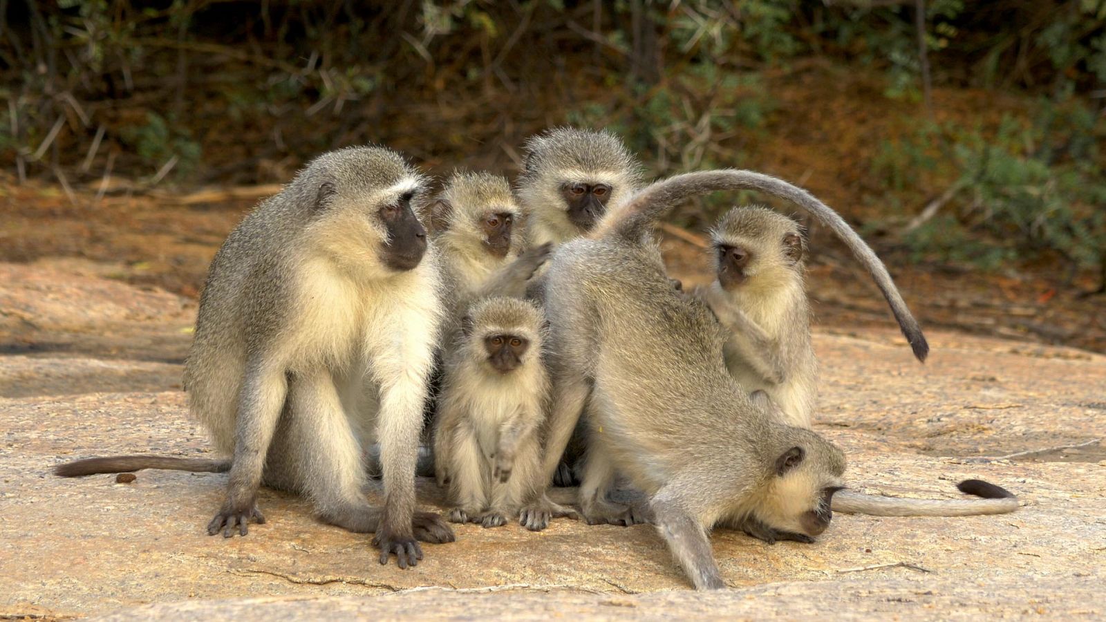 Sudáfrica - Episodio 2: El reino de los colores - ver ahora