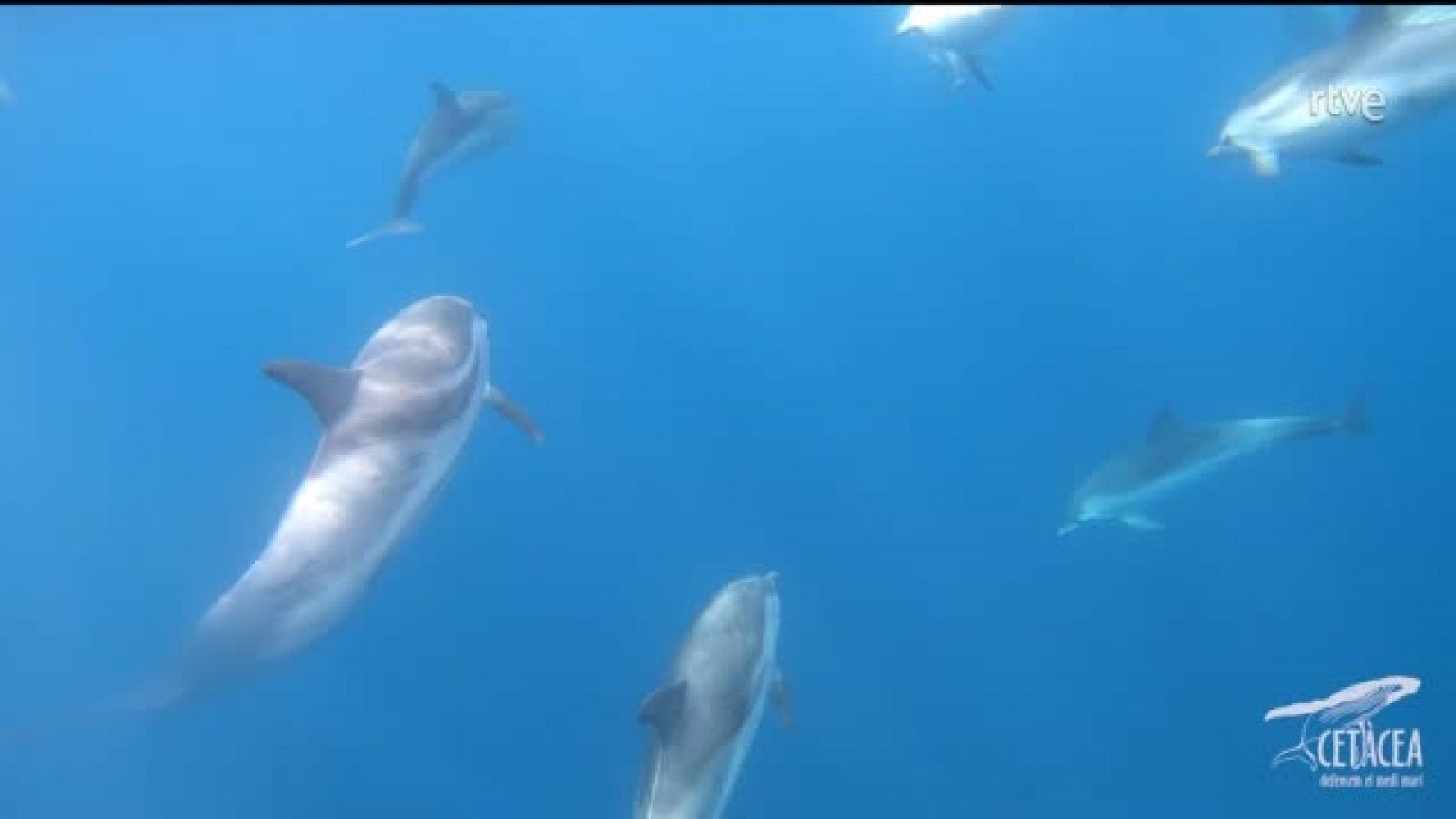 S'albiren 13 balenes i un grup de dofins a la costa del Garraf | Ver