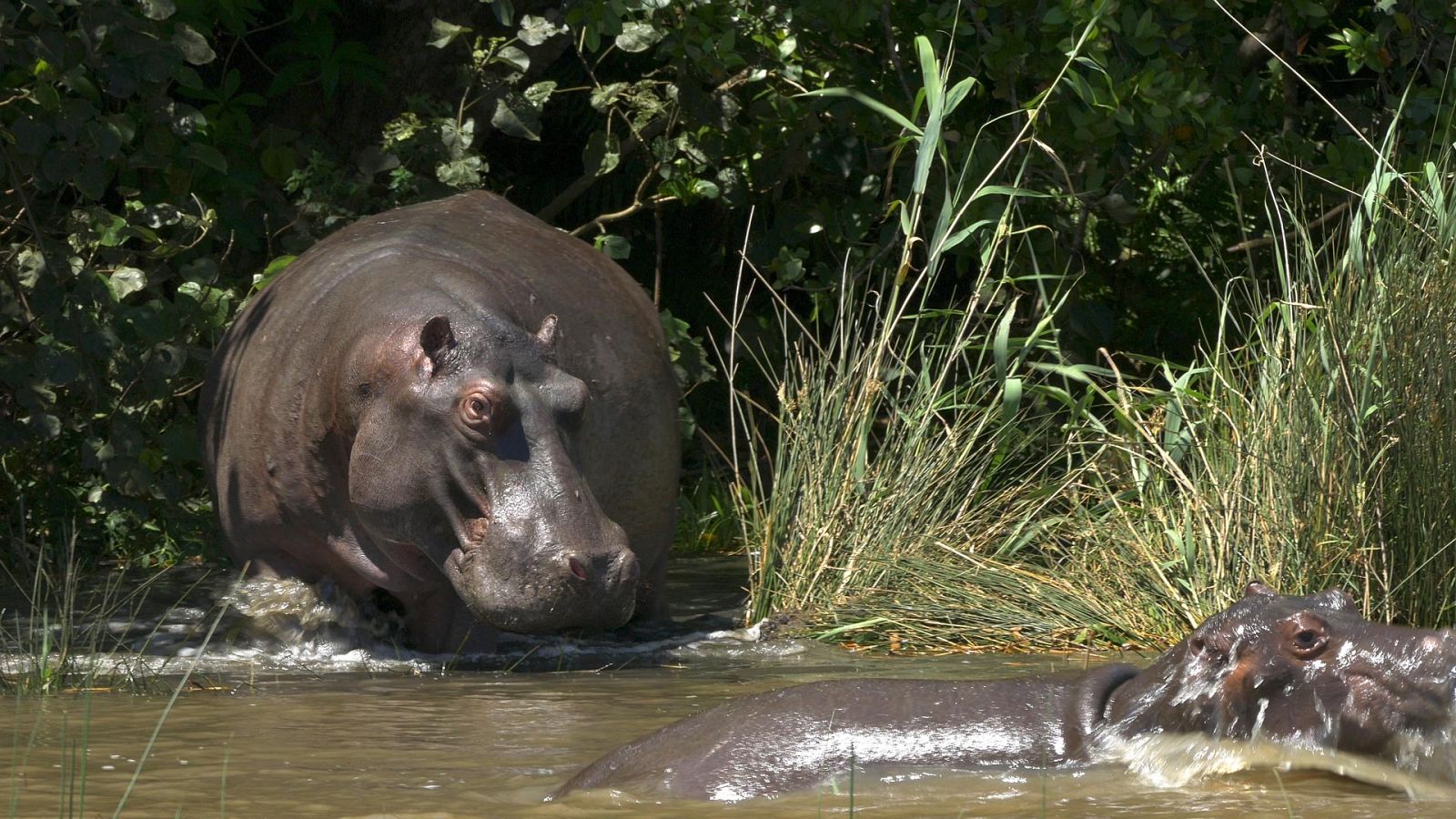 Sudáfrica - Episodio 3: Las costas salvajes - ver ahora