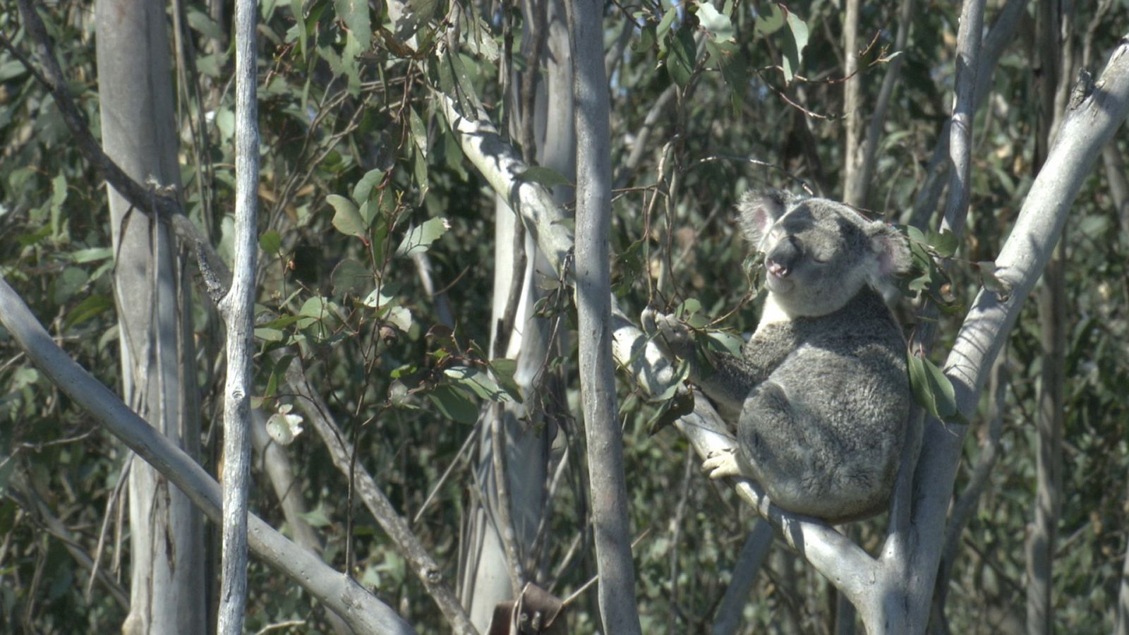 Historias salvajes - Territorio de koalas - Documental en RTVE