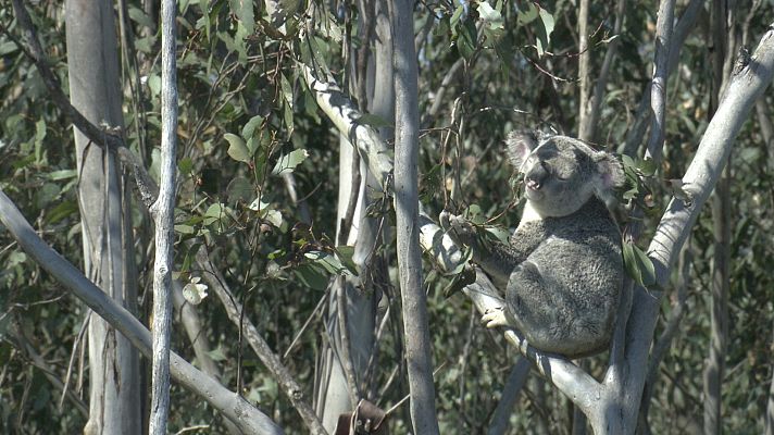 Territorio de koalas