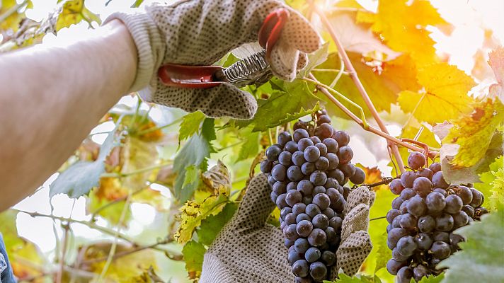 Los viticultores piden ayudas urgentes de Europa para salvar al sector