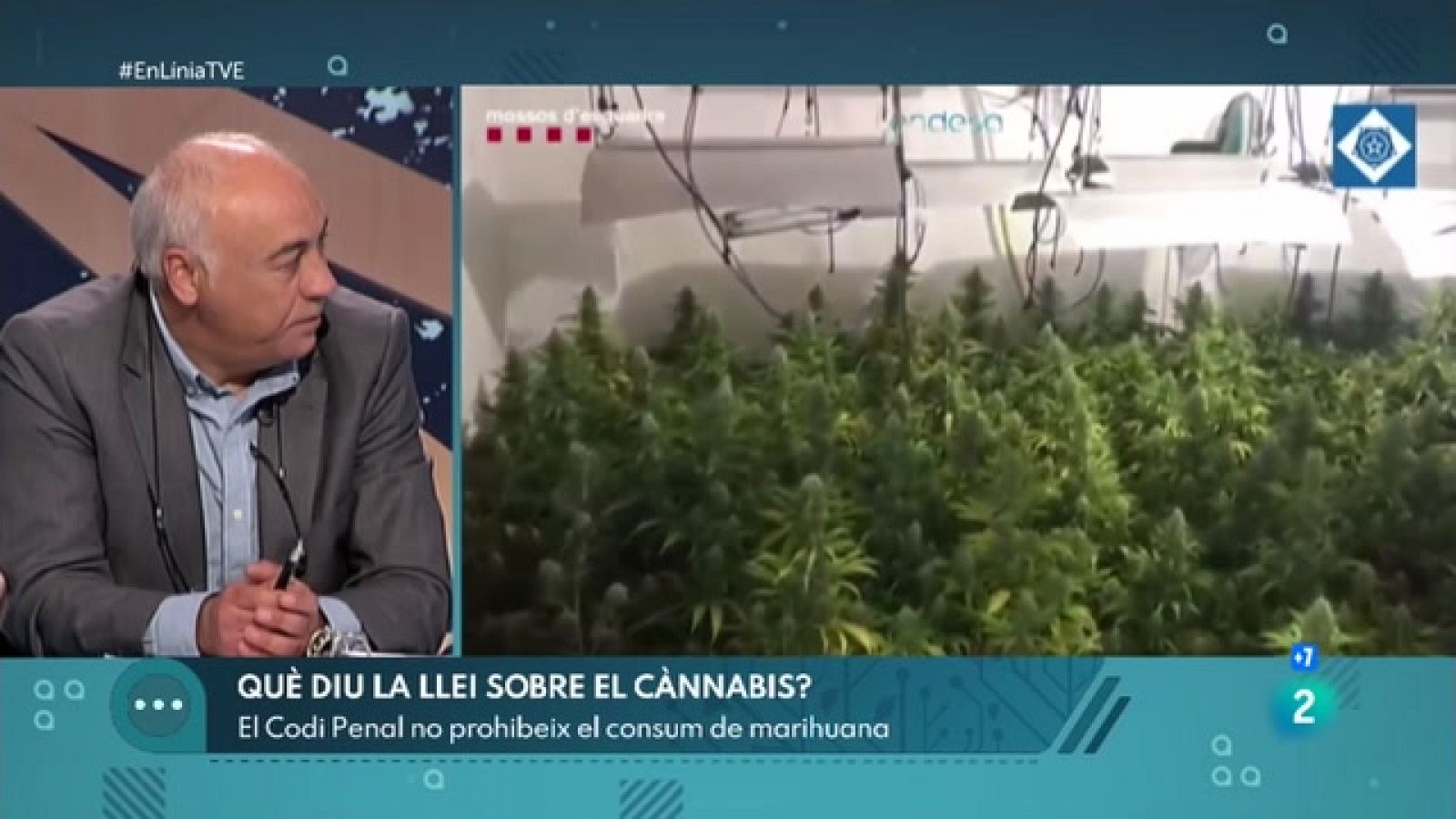 Catalunya, el planter de marihuana d'Europa | En Línia - RTVE Catalunya