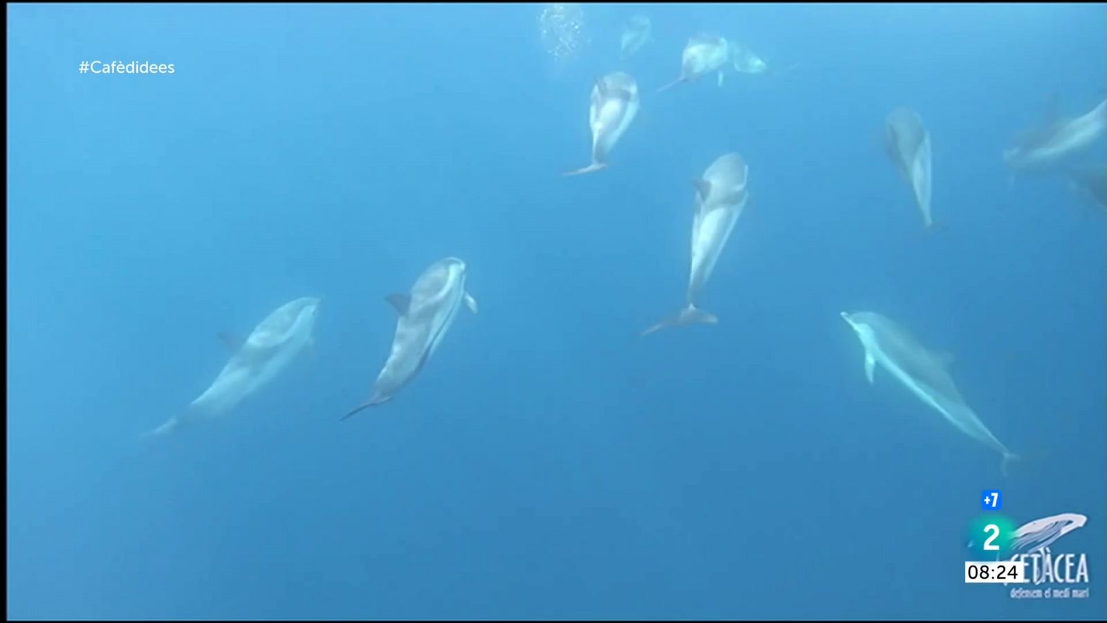 Cafè d'Idees - Albirament de balenes i dofins a la costa del Garraf