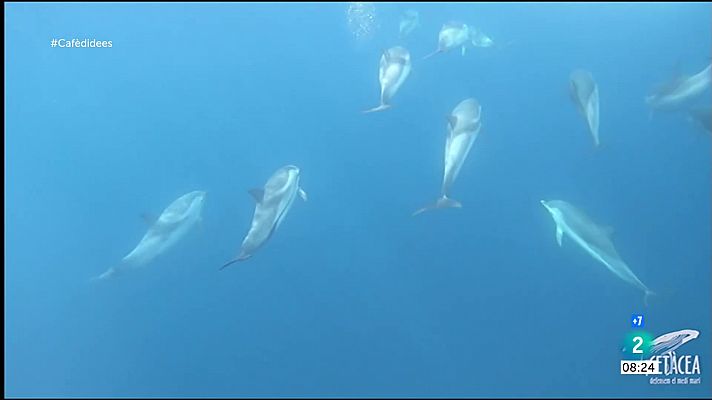 Albirament de balenes i dofins a la costa del Garraf