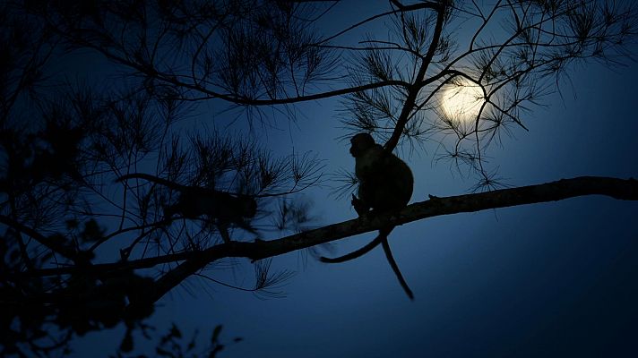 Las selvas de la luna. Manglares