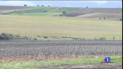 Viticultura de montaa en Guadalajara