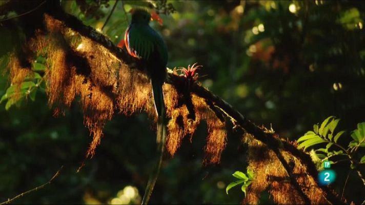 Especials en català - Els ritmes de la vida: Coralls i quetzals