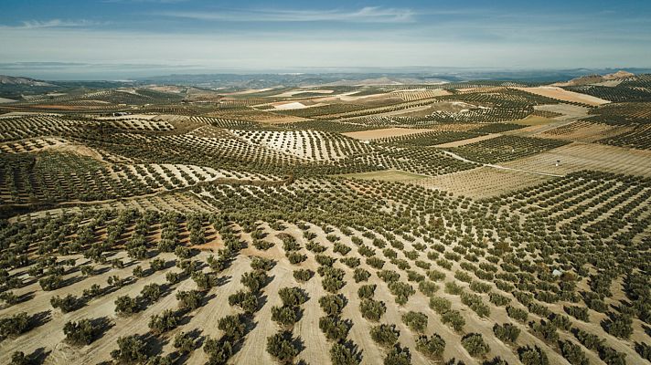 El olivar de Jaén, ¿Patrimonio de la Humanidad?