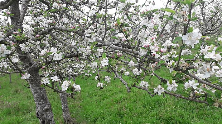 Los manzanos en flor, el paisaje primaveral de Asturias