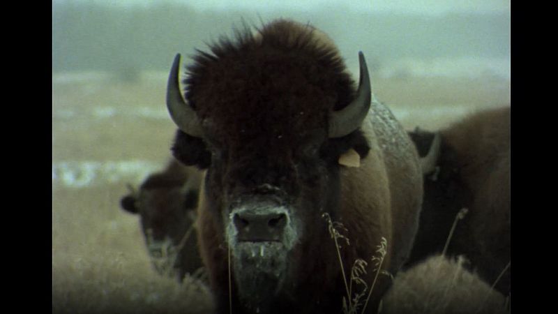 El hombre y la tierra (Serie canadiense) - Aventura en Canad� - ver ahora