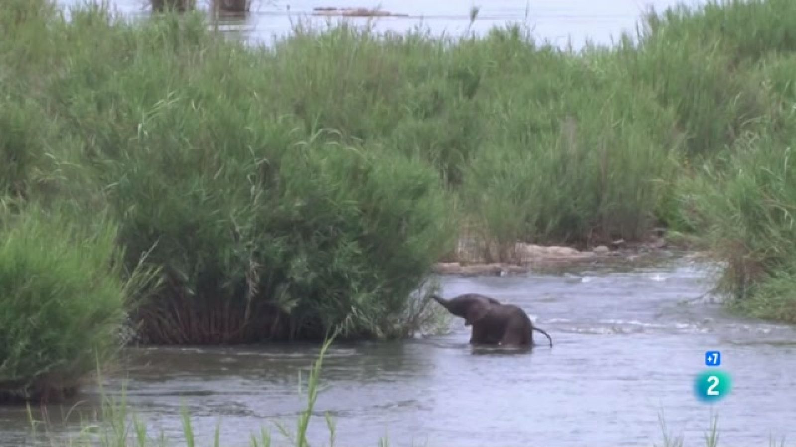 Grans Documentals - Els sentits a la sabana