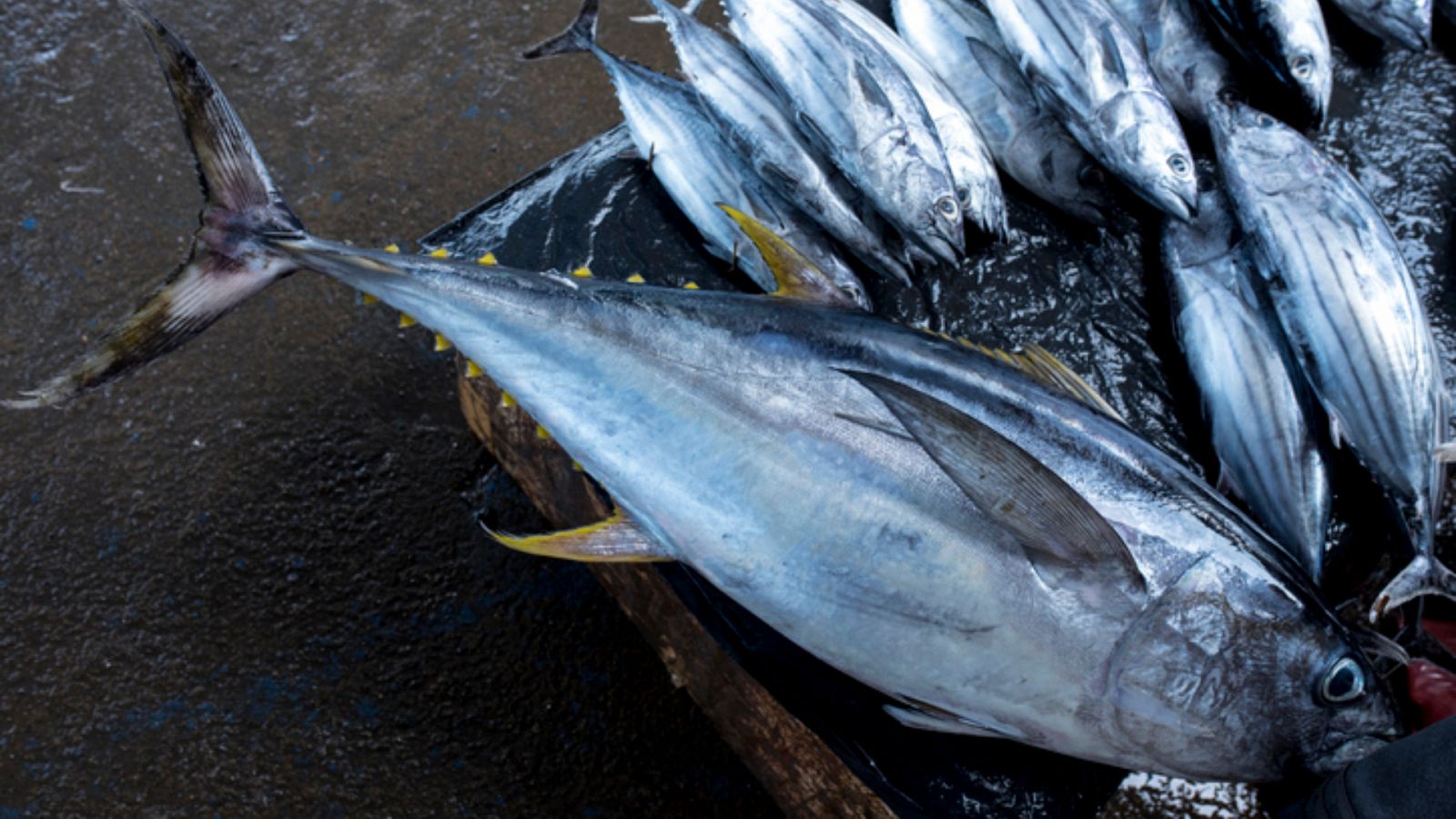 Primer día de pesca en la Almadraba de Barbate