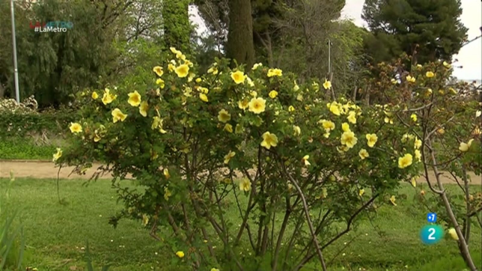 Passió per les roses | La Metro - RTVE Catalunya