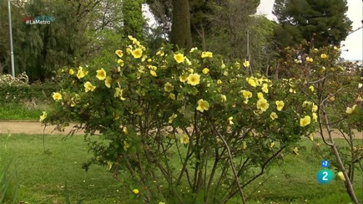 Passió  per les roses