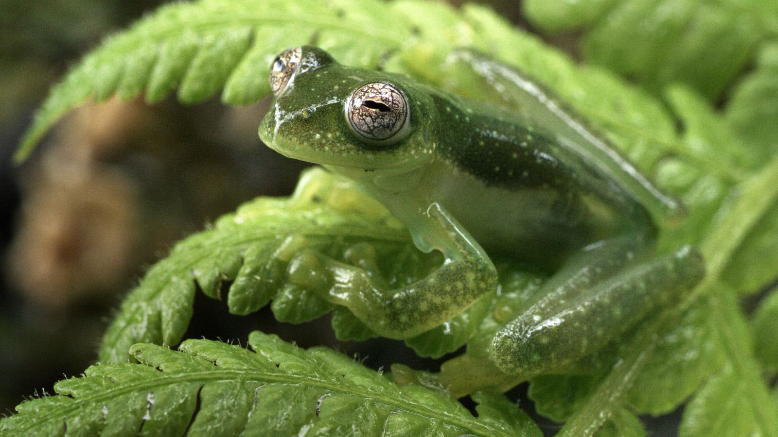 Los Andes salvajes - Vida en las nubes - ver ahora