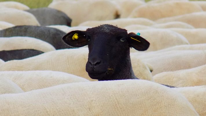 La oveja negra castellana, una raza en peligro de extinción