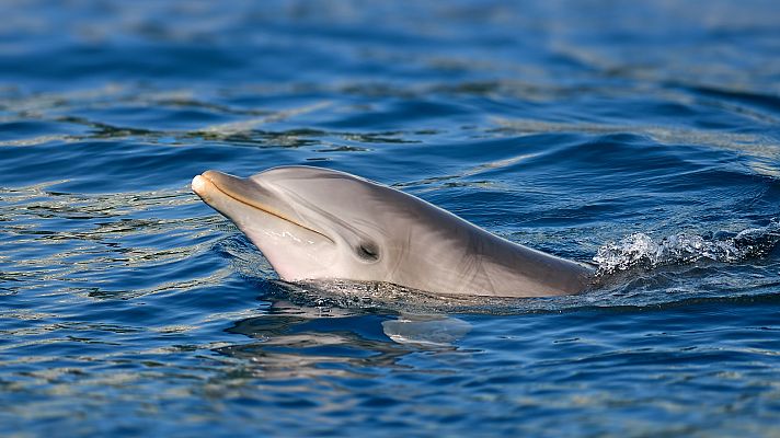 El estrecho vínculo de un deportista y el delfín Manoliño en la ría de Noia