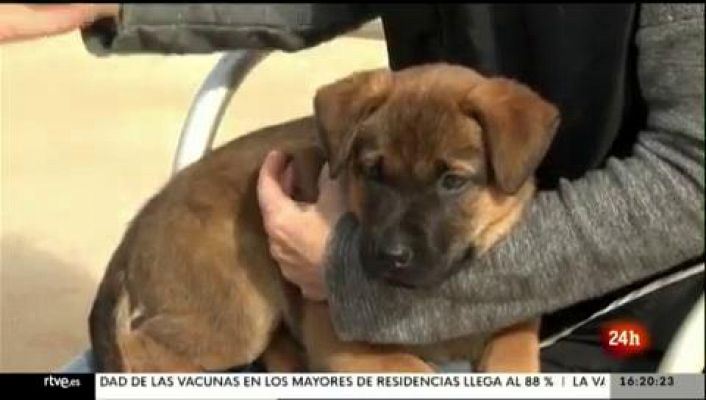 "Proyecto Escan": perros contra la violencia de género