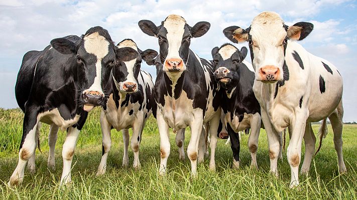 España Directo - Una granja donde conviven humanos, vacas y robots