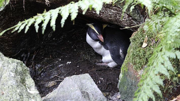 Somos documentales - El reino de los pingüinos - ver ahora