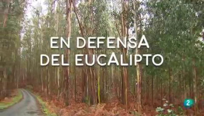 La aventura del saber En defensa del eucalipto Galicia sentencia planta invasora #AventuraSaberNaturaleza