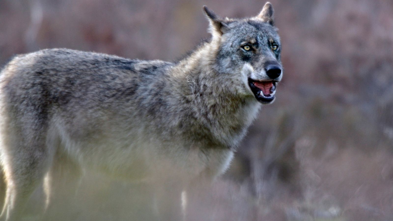 Detrás del instante - Andoni Canela y el lobo salvaje