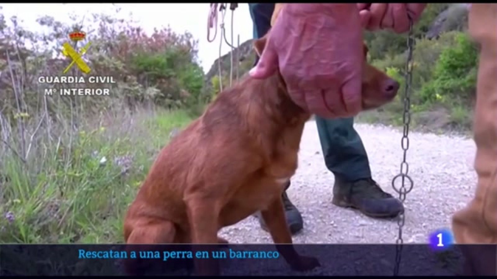Rescate perro " Canela" por Guardia Civil de Navarra