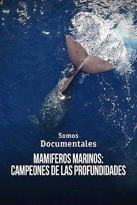 Somos Documentales - Mamíferos marinos: Campeones de las profundidades