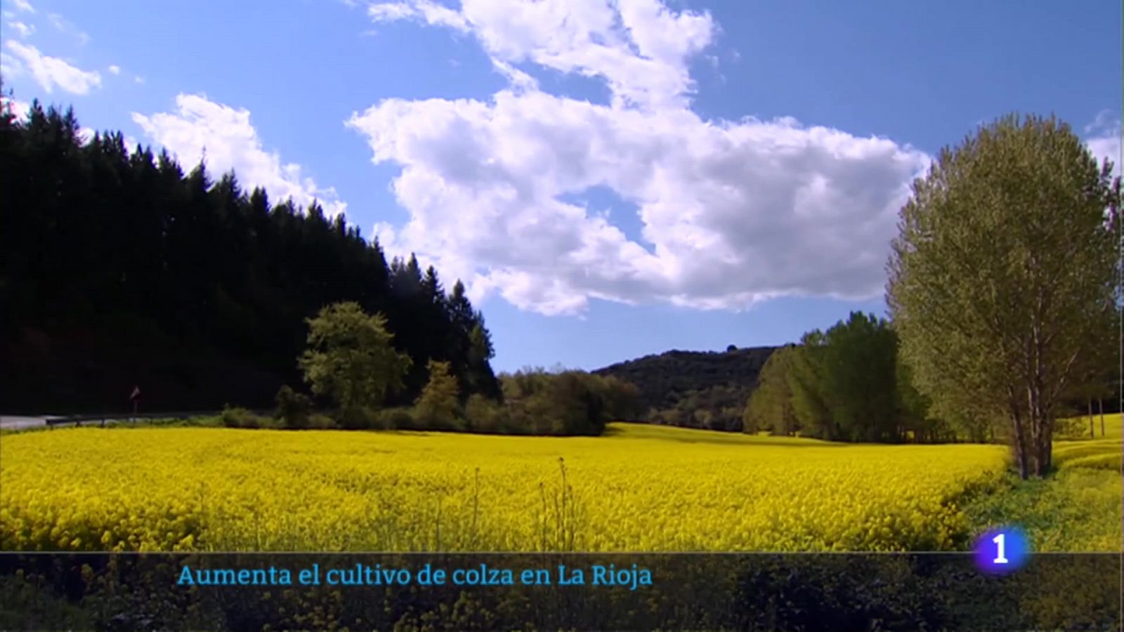 El cultivo de colza se consolida como alternativa al cereal 