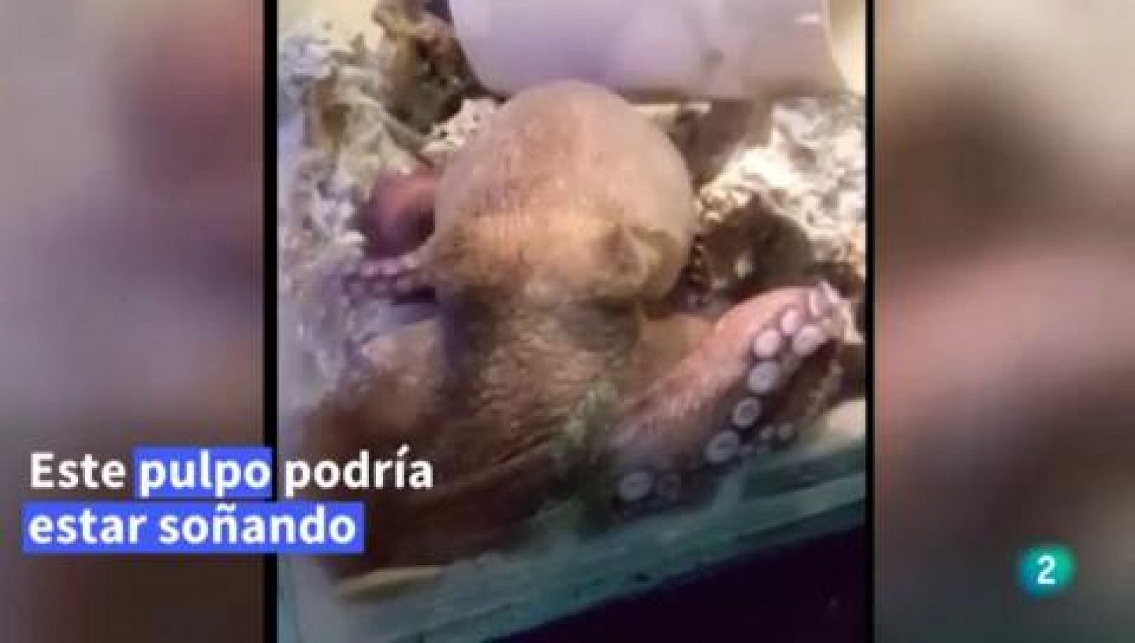La aventura del saber Noticiero Iberoamericano NCC chapulín pulpo agrotoxicos #AventuraSaberNCCI