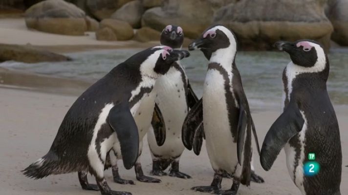 Especials en català - L'Àfrica austral - Les costes salvatges