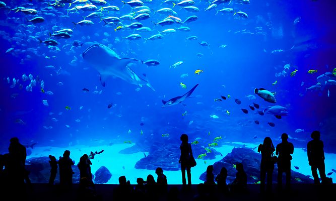 Peces de película en el Bioparc Acuario de Gijón