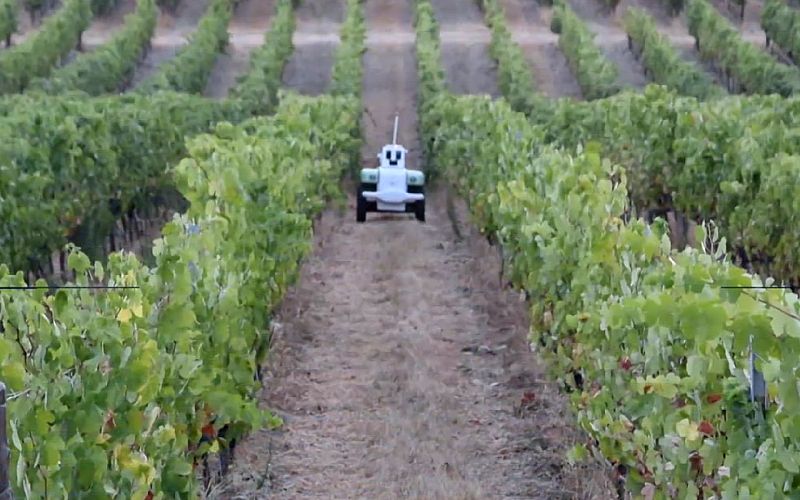 Un robot ayuda a los agricultores a optimizar sus viñedos