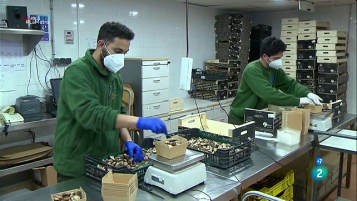 Bolets per la inserció al Montseny