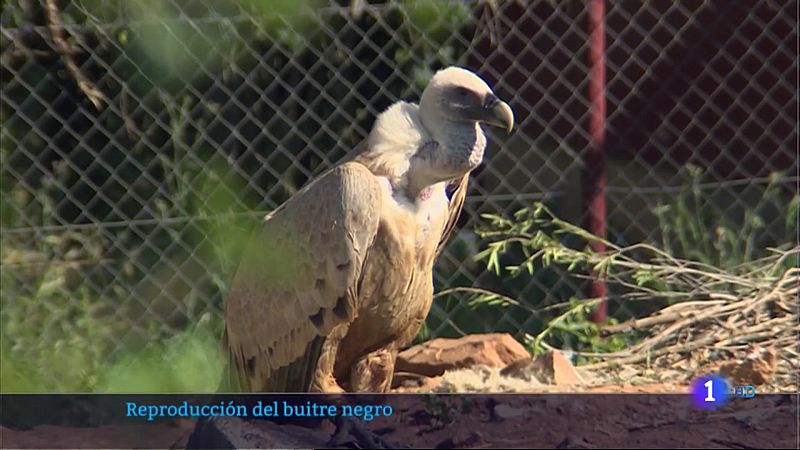 Reproducción del buitre negro en Villafranca de los Barros - 06/05/2021