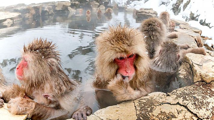 Los monos de las nieves (Japón)