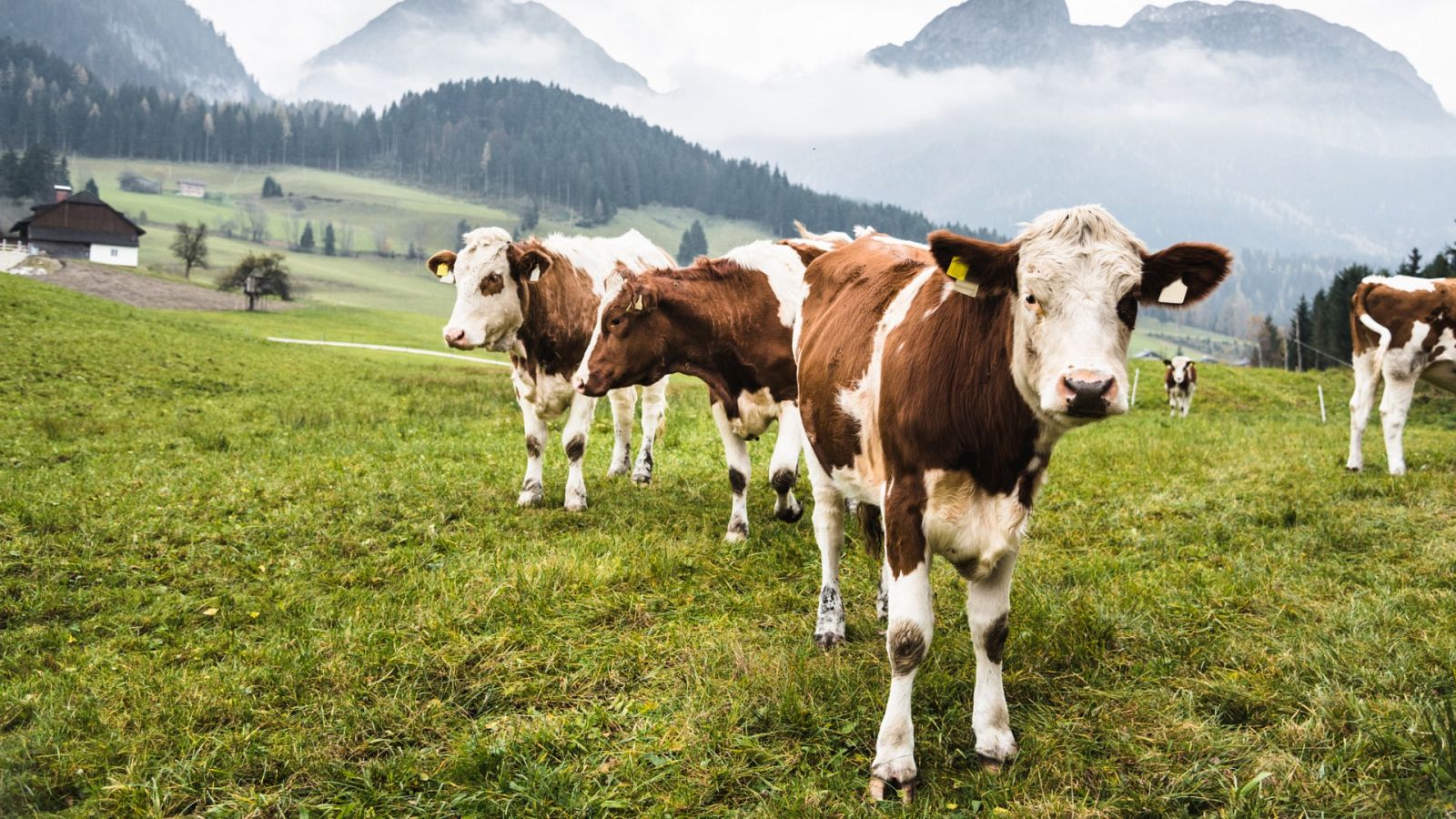 La felicidad de las vacas es clave para una leche de calidad