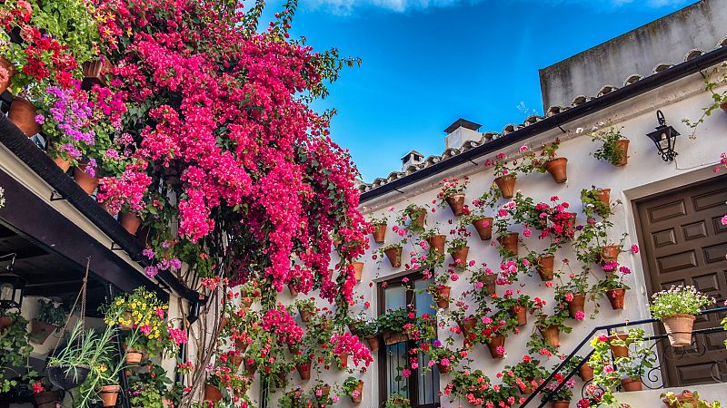 Los patios de Córdoba dan la bienvenida a la primavera con un espectáculo floral único