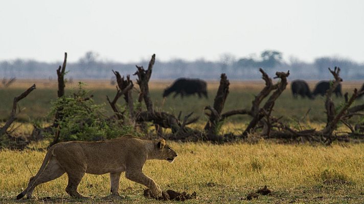 Somos Documentales - La batalla por la manada