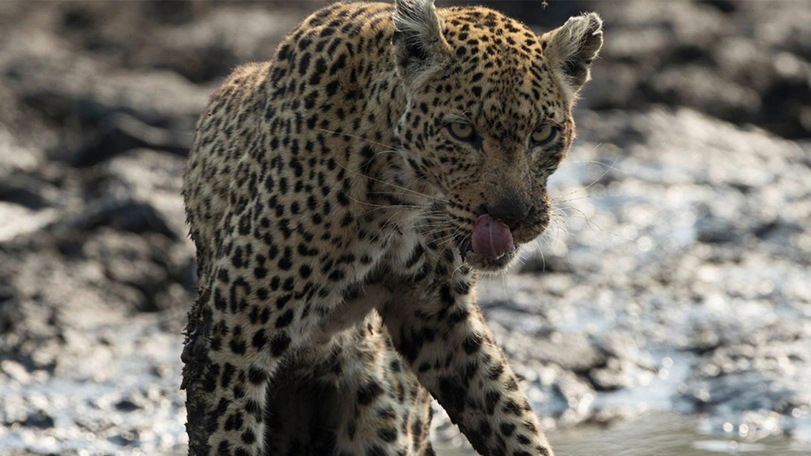 El reino salvaje - La peña de los leopardos - Documental en RTVE