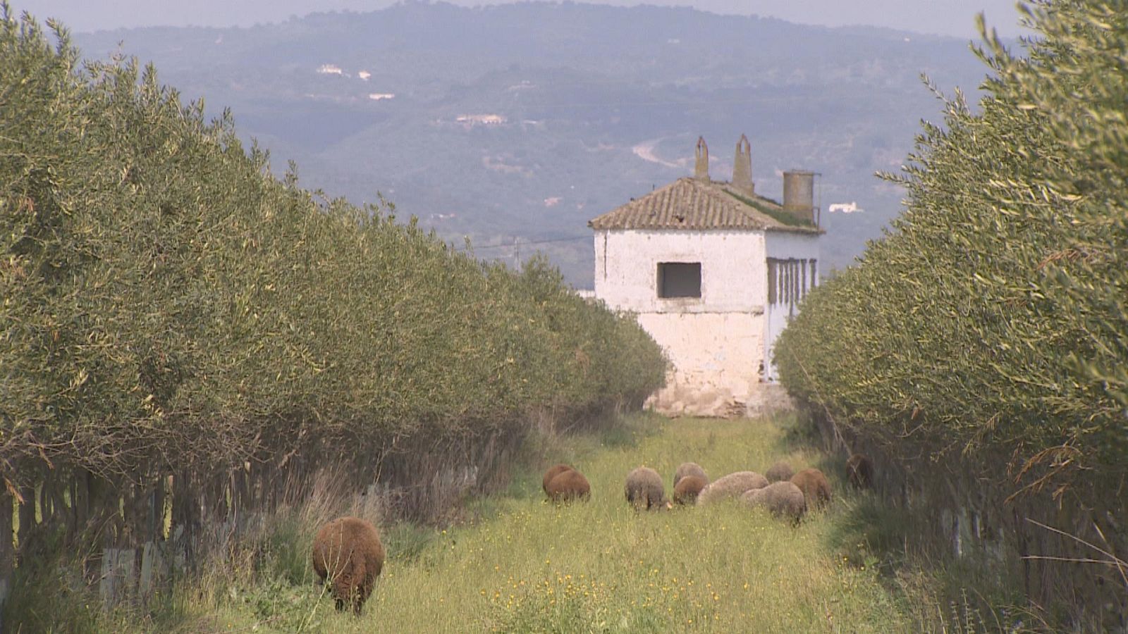 Agrosfera - 08/05/21 - ver ahora